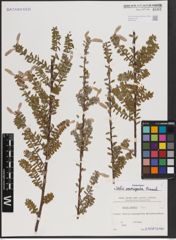Foto von Salix variegata Franch.